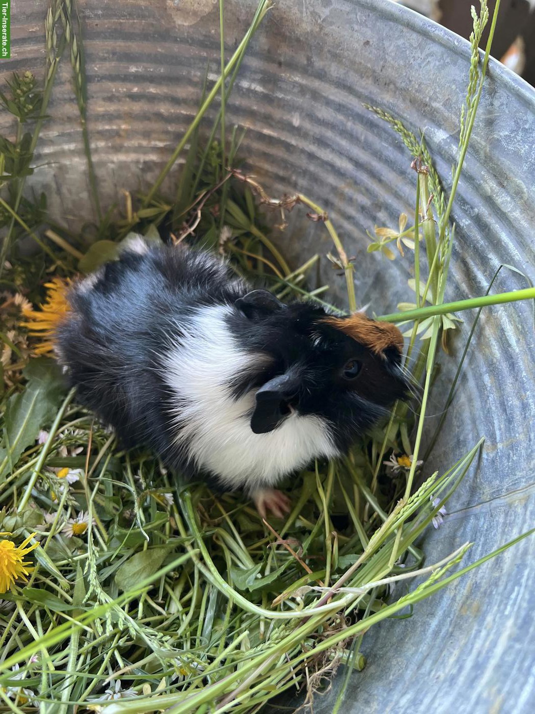 Bild 4: Junge Meerschweinchen (männlich) zu verkaufen