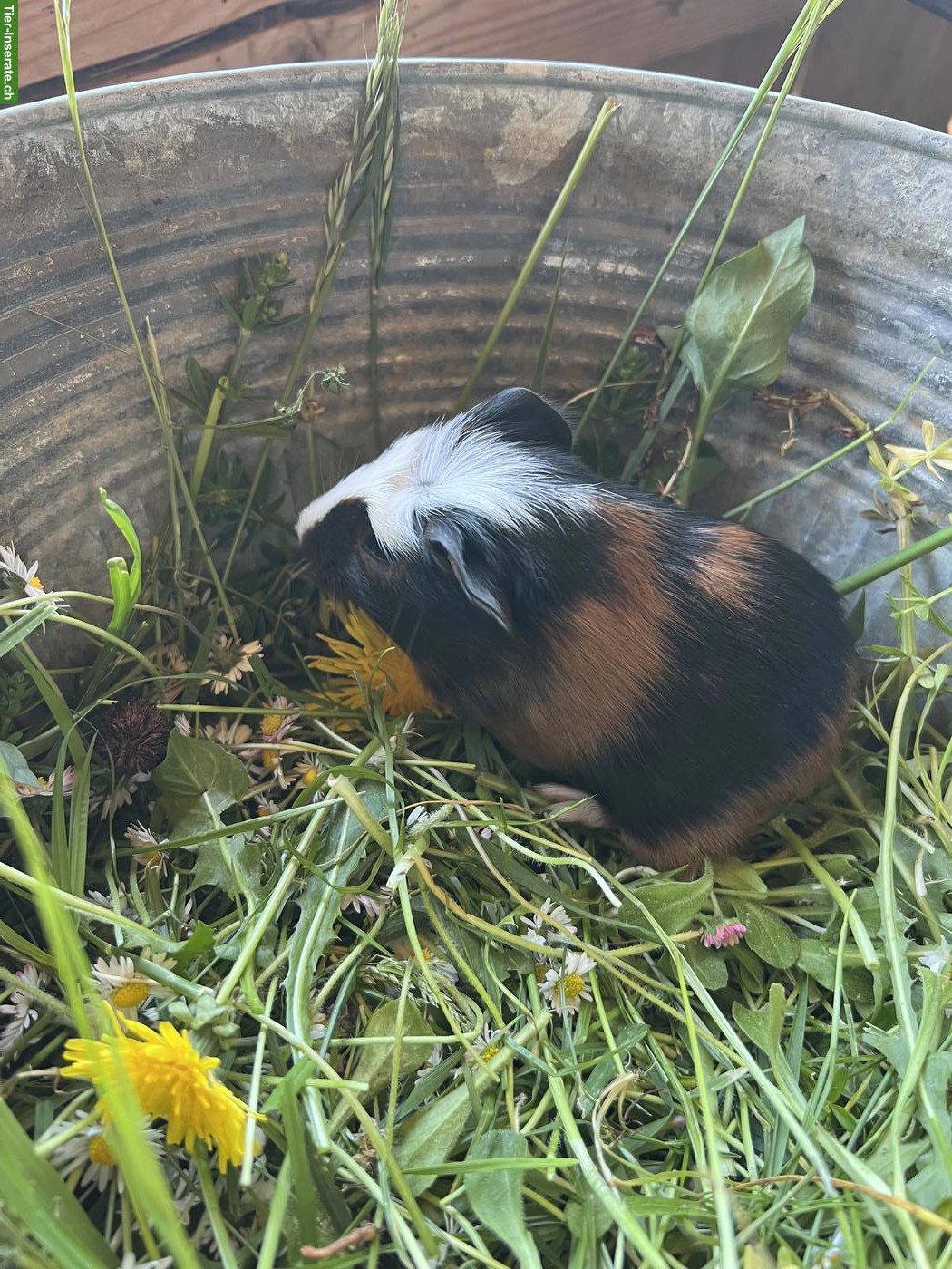Bild 5: Junge Meerschweinchen (männlich) zu verkaufen