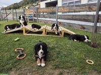 Reinrassige Berner Sennenhund Welpen vom Bauernhof