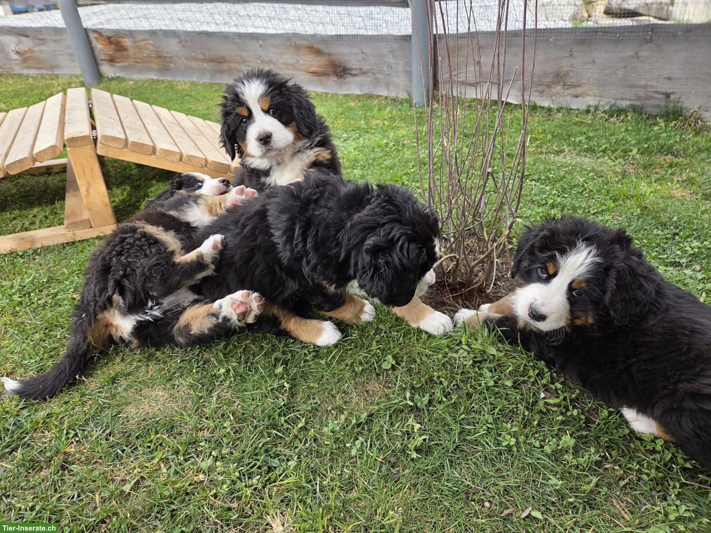 Bild 3: Reinrassige Berner Sennenhund Welpen vom Bauernhof