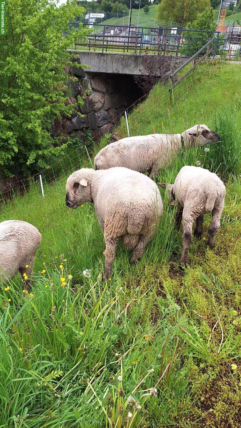 Bild 2: BFS Schafbock zu verkaufen