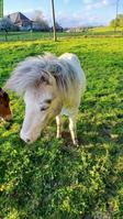 Herziger, junger Pony-Hengst, kinderfreundlich