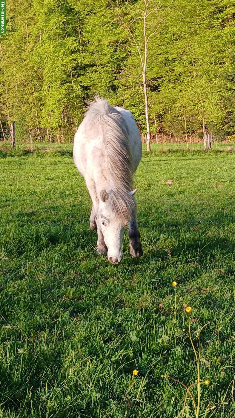 Bild 2: Herziger, junger Pony-Hengst, kinderfreundlich