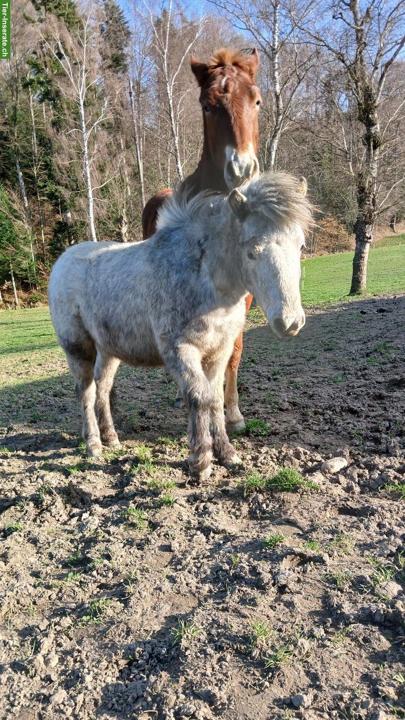 Bild 3: Herziger, junger Pony-Hengst, kinderfreundlich