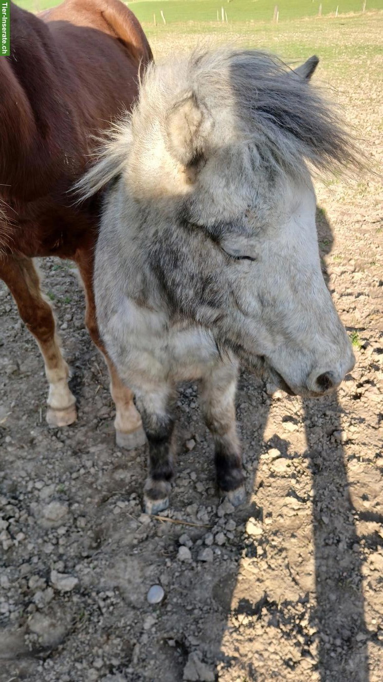 Bild 4: Herziger, junger Pony-Hengst, kinderfreundlich