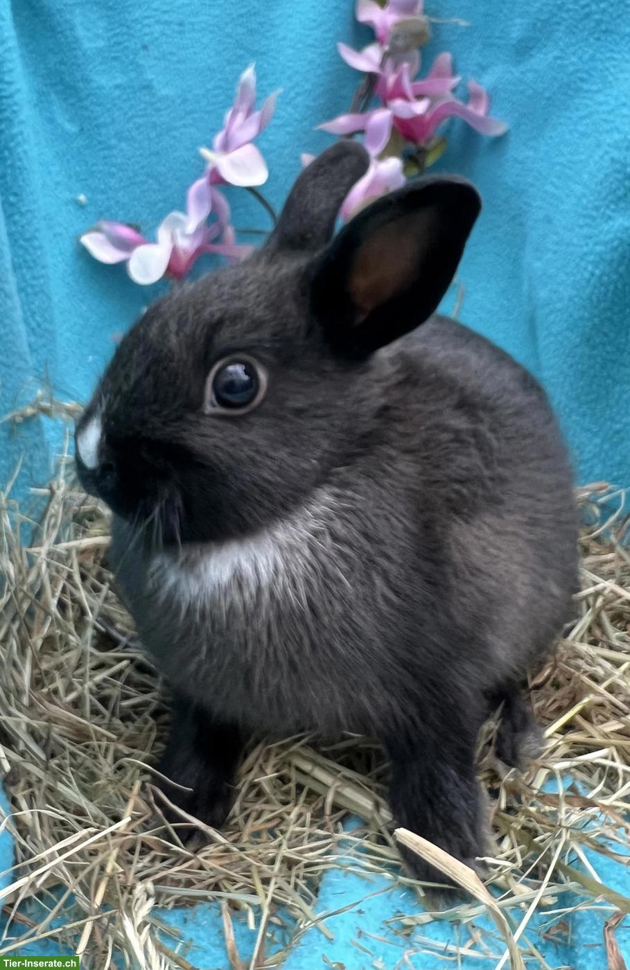 Bild 5: Junge Farbenzwerg Kaninchen