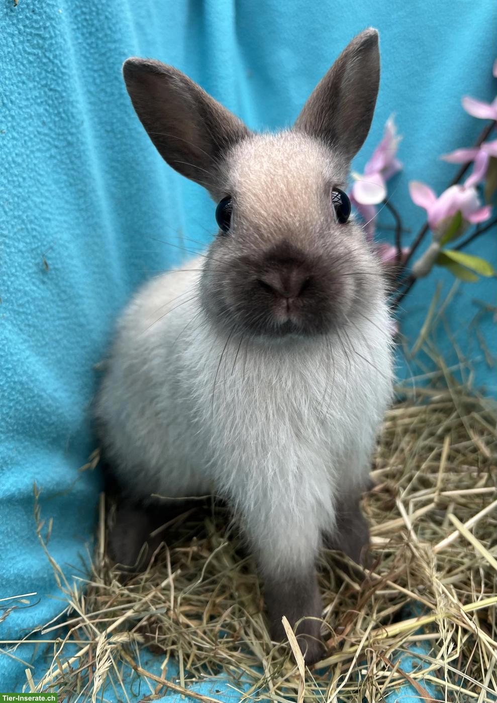 Bild 6: Junge Farbenzwerg Kaninchen