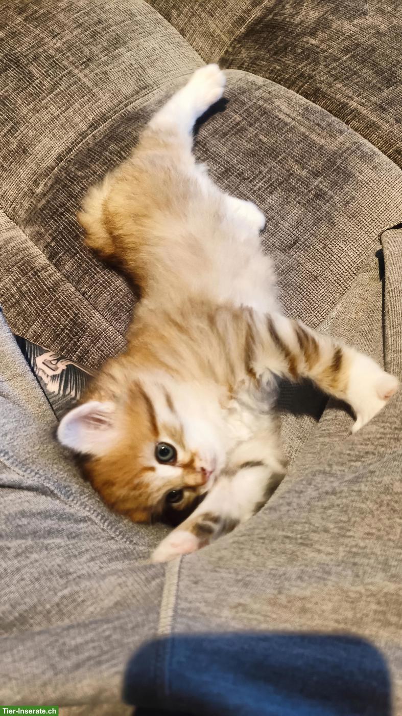 Bild 2: Reinrassige Sibirische Waldkatze Kitten