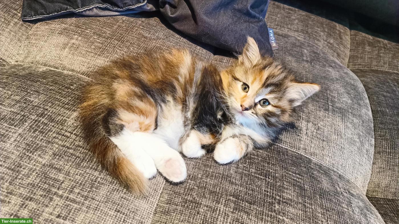 Bild 3: Reinrassige Sibirische Waldkatze Kitten