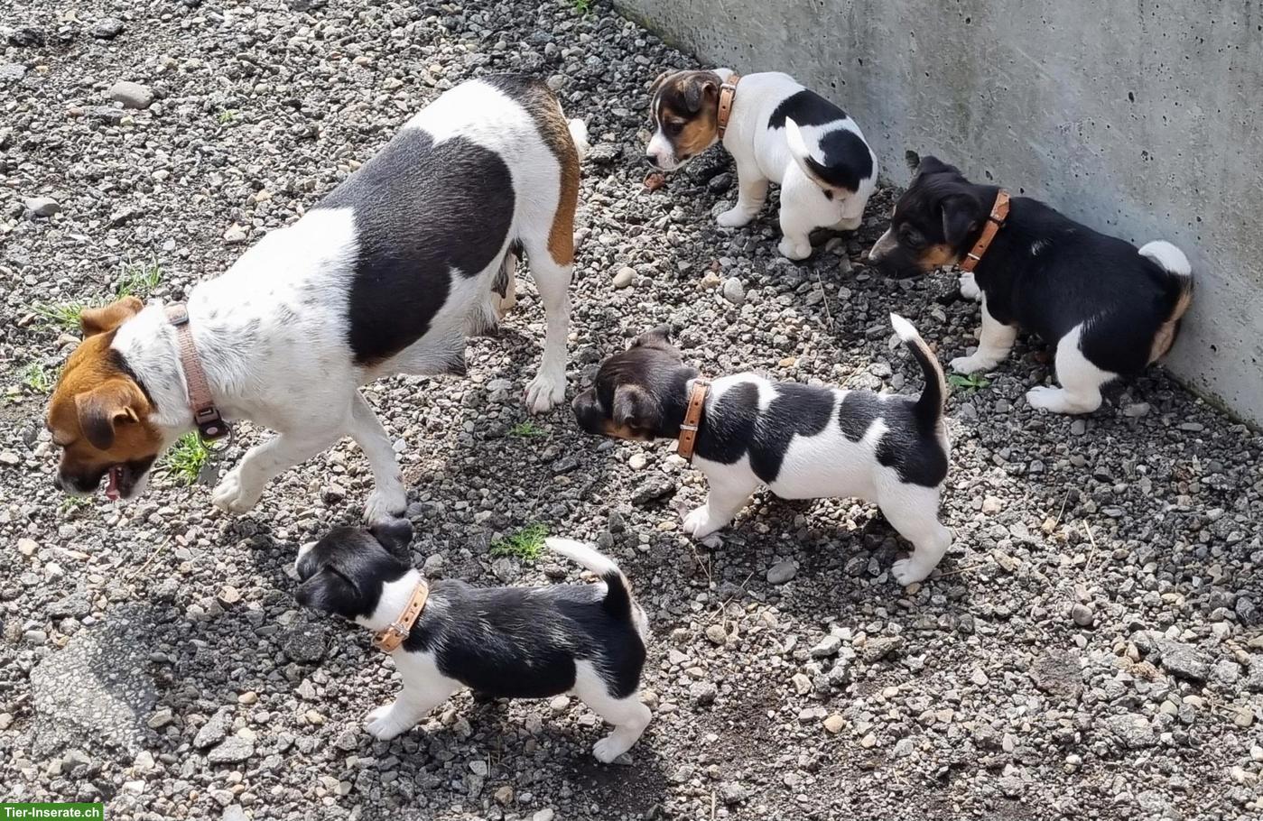 Jack Russell Terrier Welpen, tricolor, glatthaar