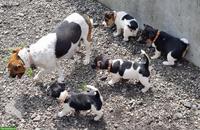 Jack Russell Terrier Welpen, tricolor, glatthaar