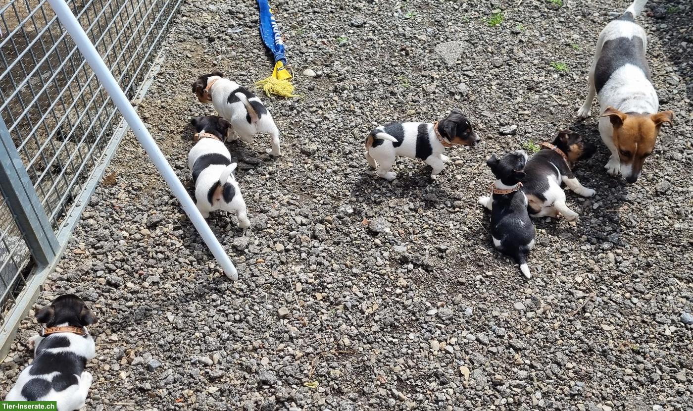Bild 2: Jack Russell Terrier Welpen, tricolor, glatthaar