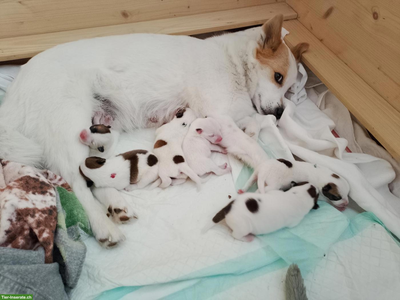 Bild 2: Norrbottenspitz Welpen mit Stammbaum