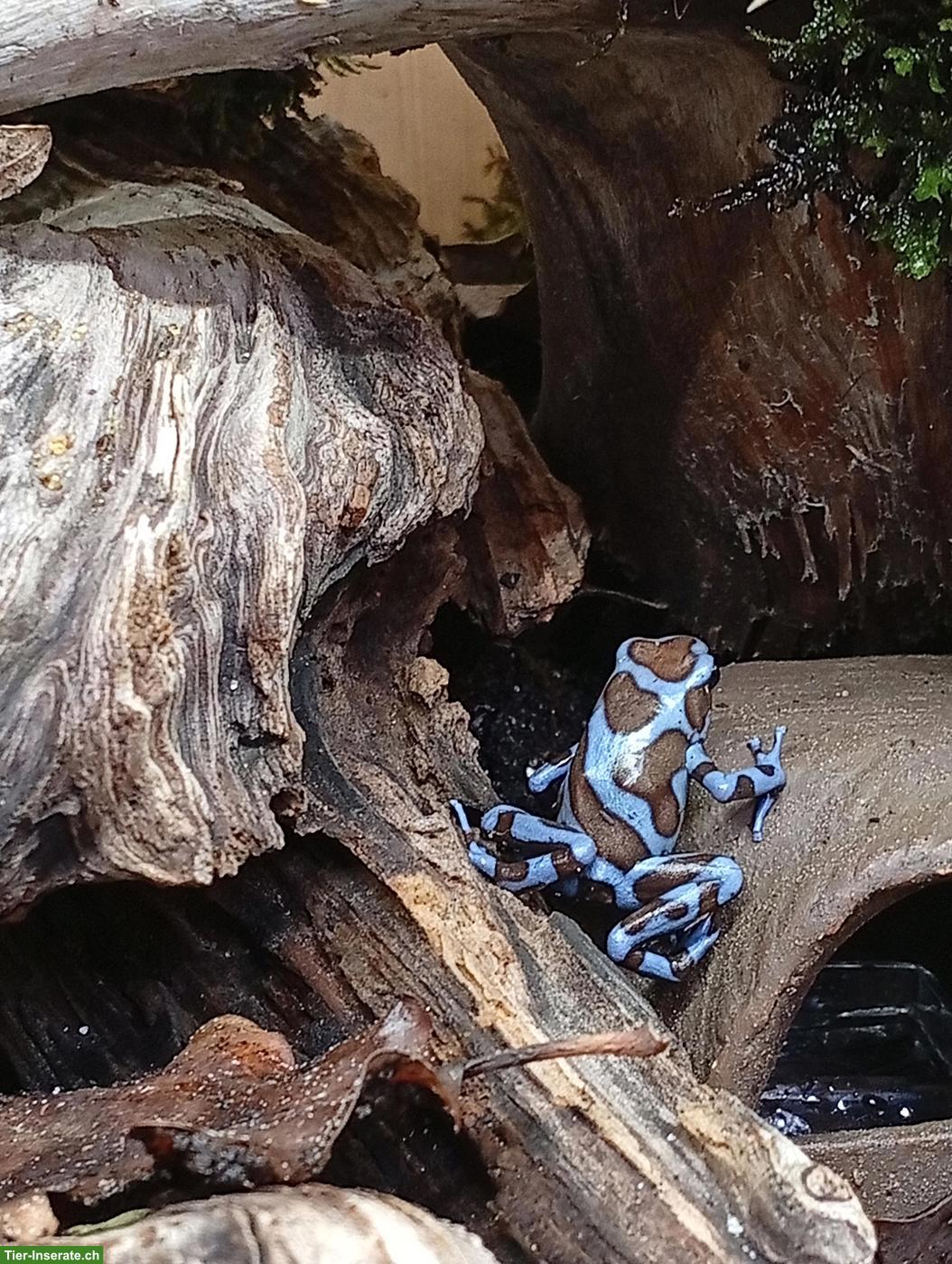Suche Dendrobates auratus Blue