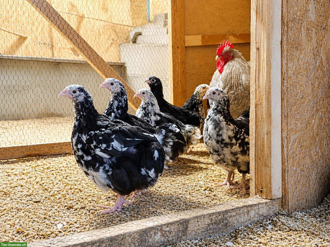 Orpington Junghennen, grosse Rasse, schwarz-weiss mottled