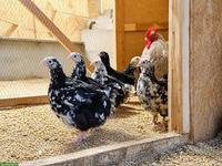 Orpington Junghennen, grosse Rasse, schwarz-weiss mottled