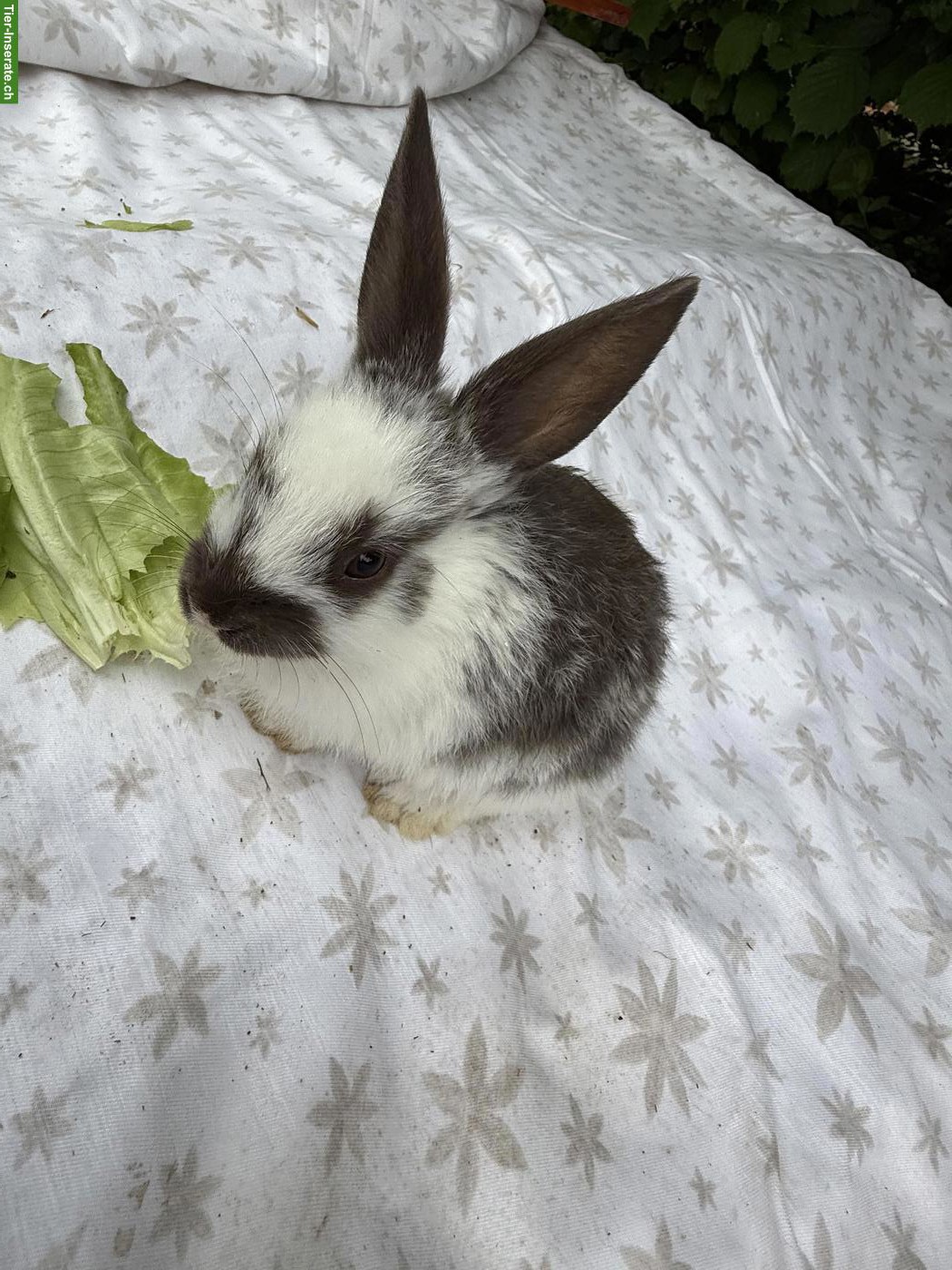 Bild 3: Junge Kaninchen suchen schönes Zuhause