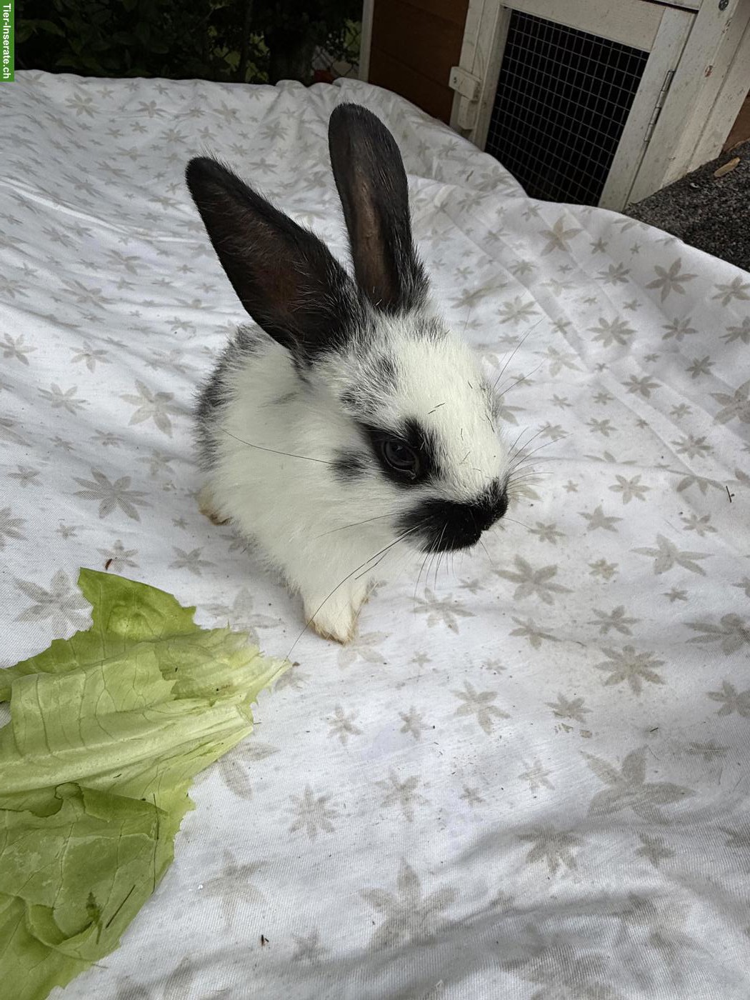 Bild 4: Junge Kaninchen suchen schönes Zuhause