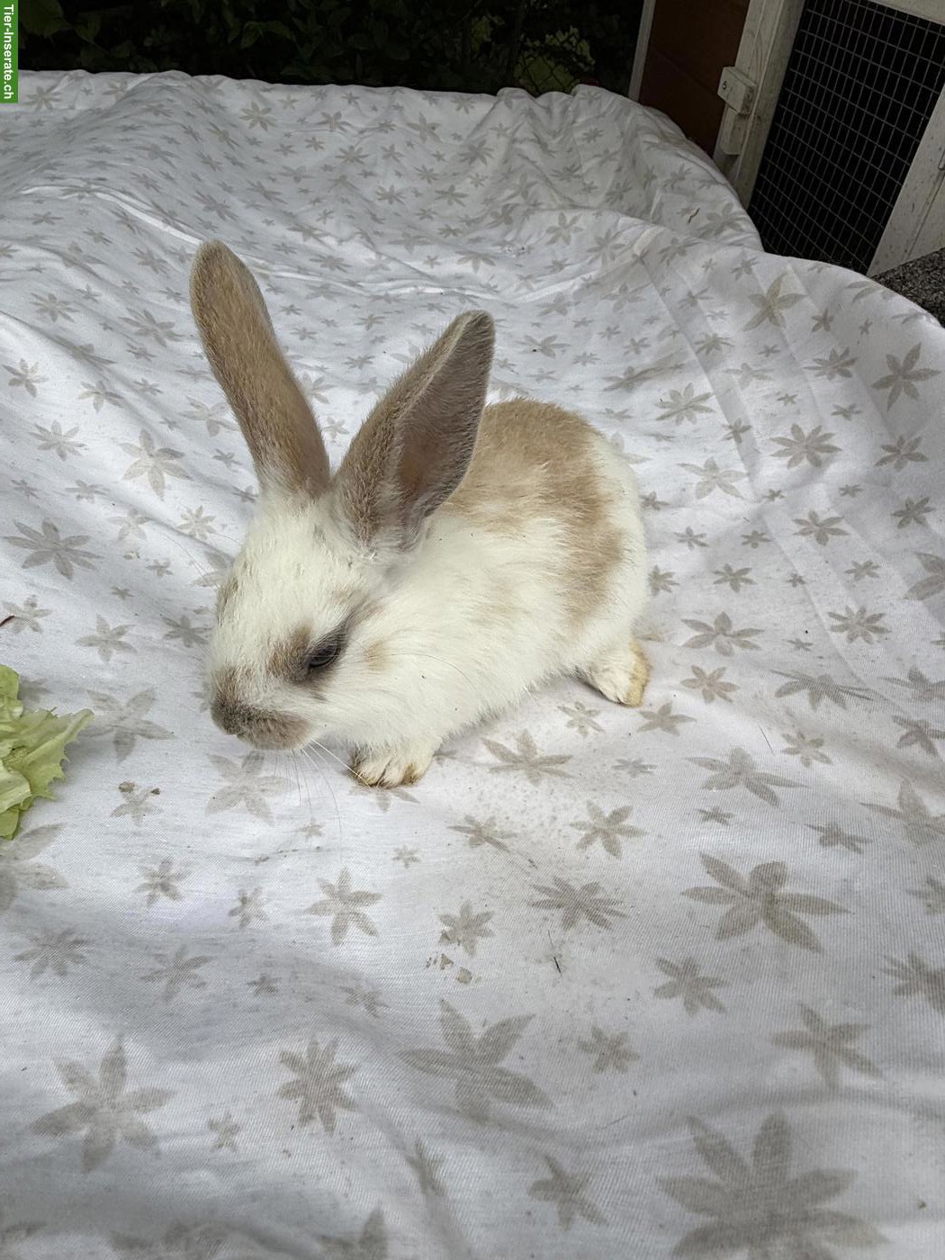Bild 6: Junge Kaninchen suchen schönes Zuhause