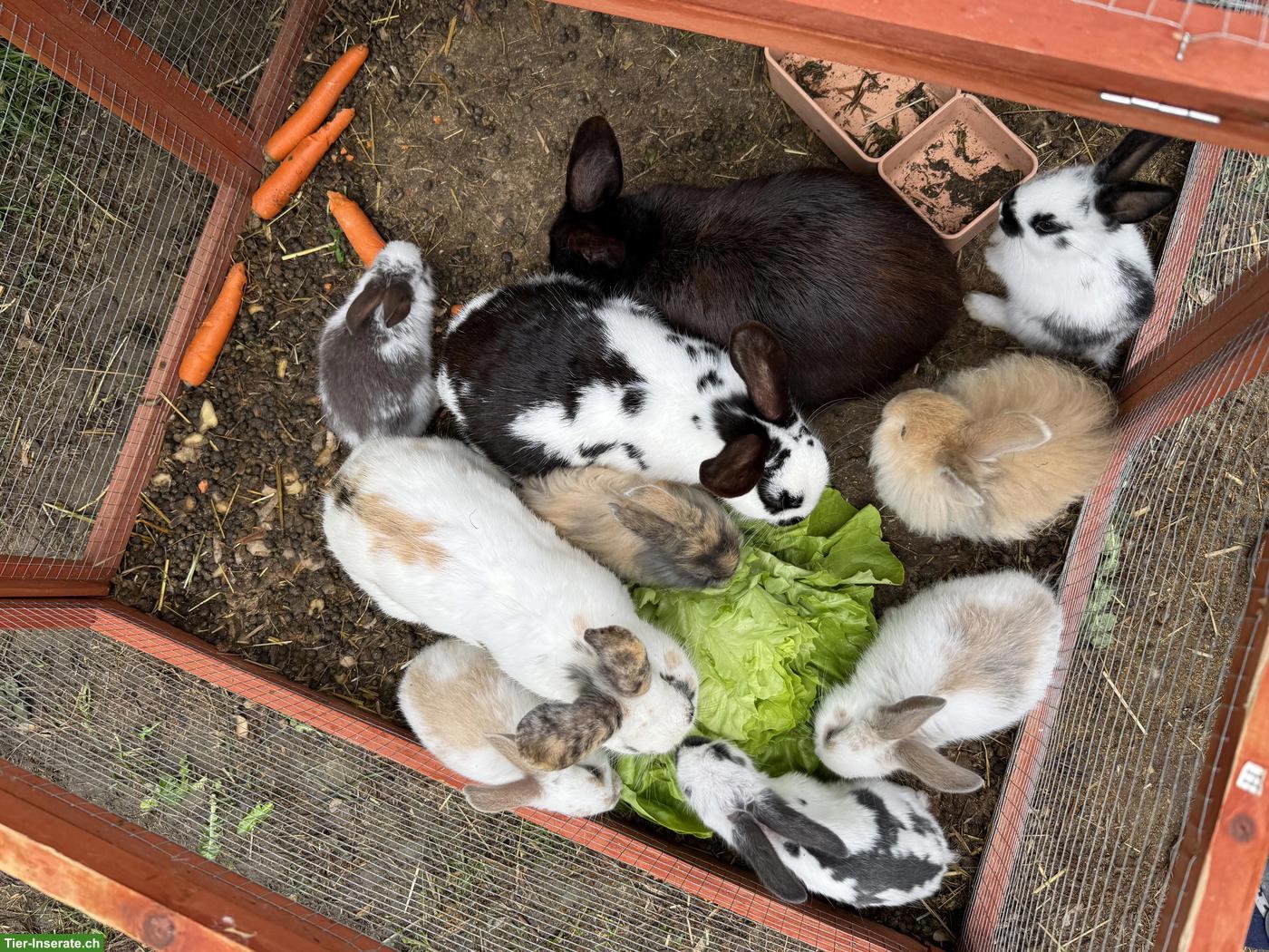 Bild 7: Junge Kaninchen suchen schönes Zuhause