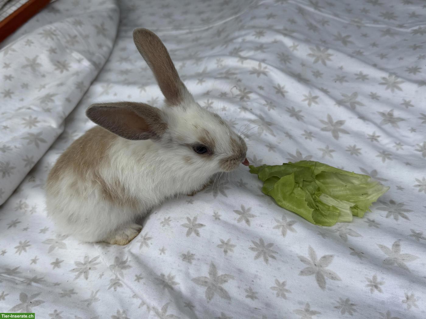 Bild 8: Junge Kaninchen suchen schönes Zuhause