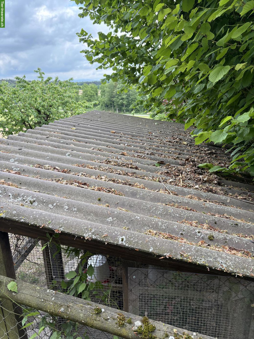 Bild 3: Kaninchen-/Meerschweinchenstall zu verkaufen