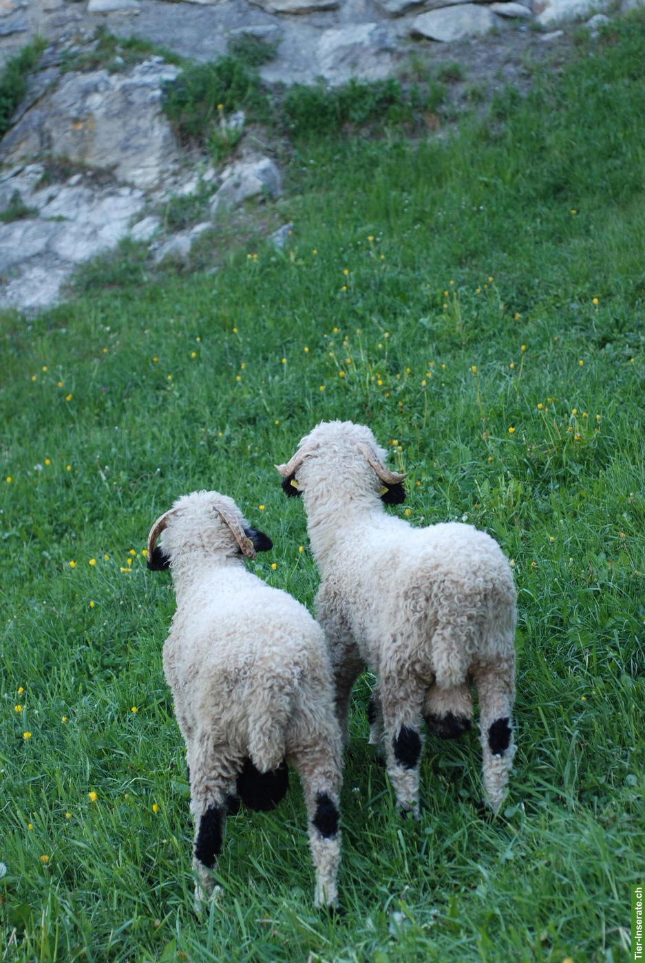 Bild 3: Walliser Schwarznasenschafe Zuchtwidder, im Kanton Graubünden