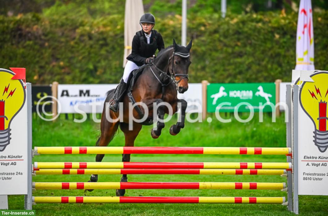 Holsteiner Warmblutstute als Freizeit Springpferd