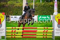 Holsteiner Warmblutstute als Freizeit Springpferd