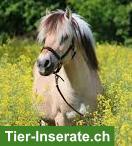 Suche Reitbeteiligung auf Kleinpferd Umgebung Wil SG