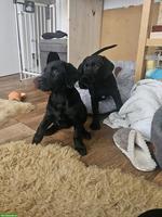 Flat Coated x Rhodesian Ridgeback Welpen