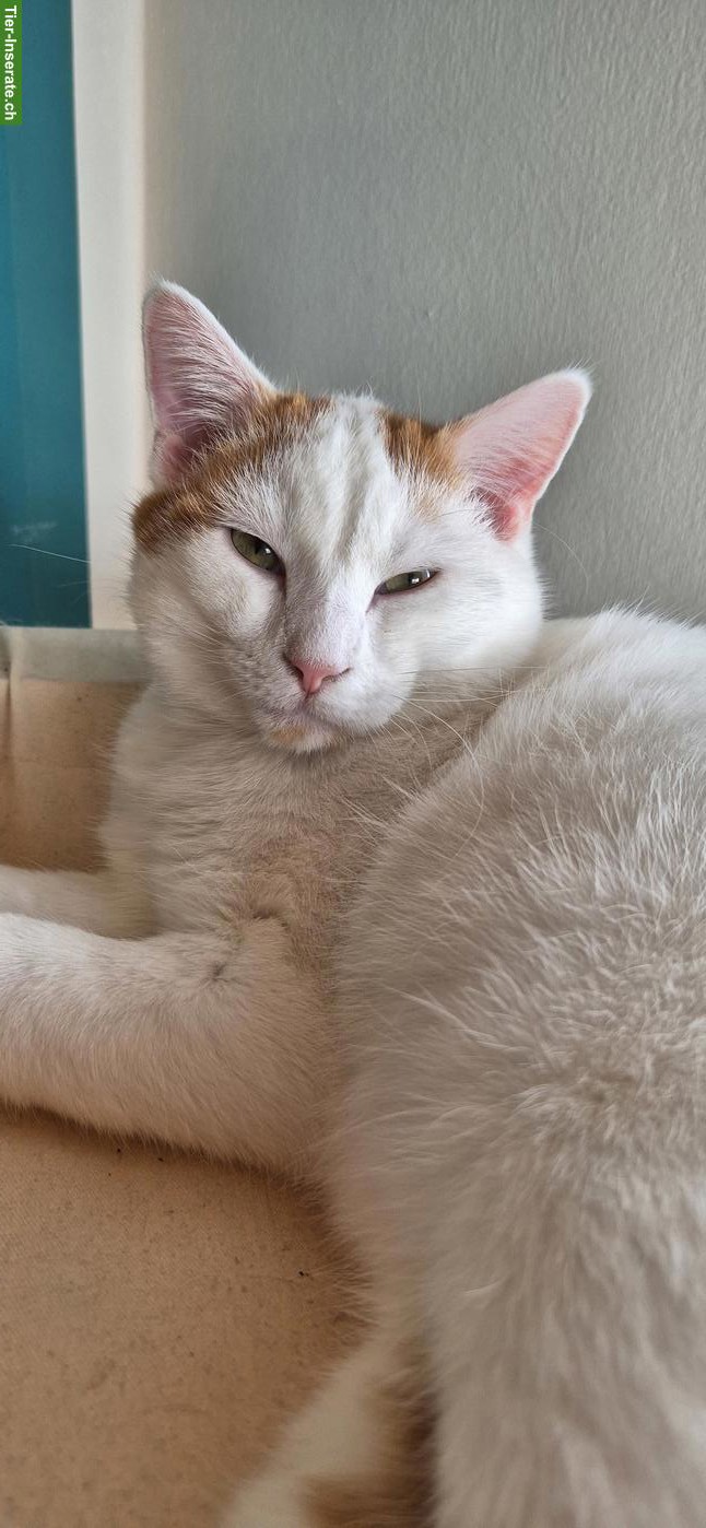 Bauernhofkatzen: 2 Kater (Brüder) suchen Zuhause mit Freigang