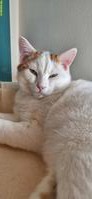 Bauernhofkatzen: 2 Kater (Brüder) suchen Zuhause mit Freigang