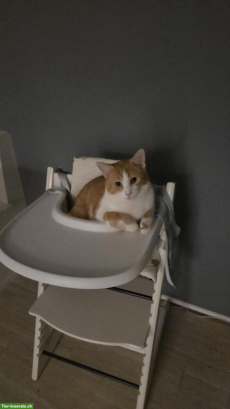 Bild 3: Bauernhofkatzen: 2 Kater (Brüder) suchen Zuhause mit Freigang