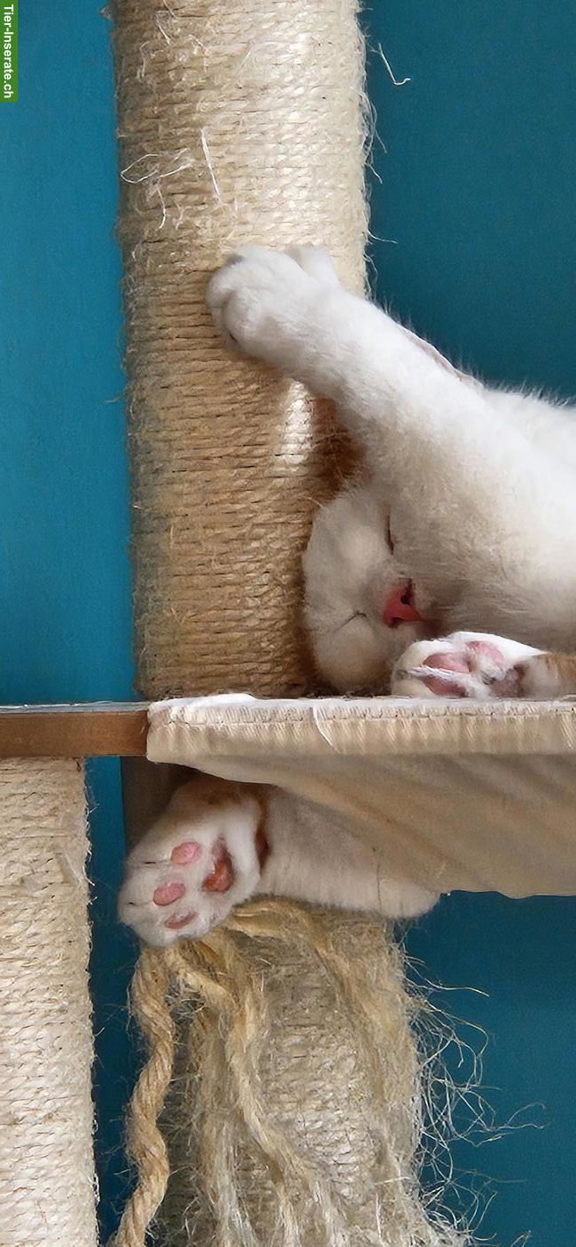 Bild 4: Bauernhofkatzen: 2 Kater (Brüder) suchen Zuhause mit Freigang