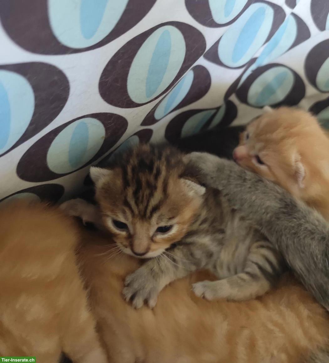 Verschmuste Kitten suchen ein artgerechtes Zuhause