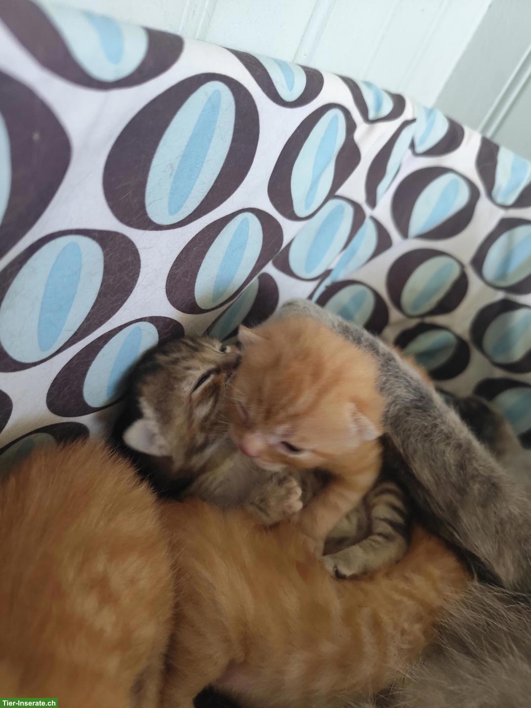 Bild 2: Verschmuste Kitten suchen ein artgerechtes Zuhause