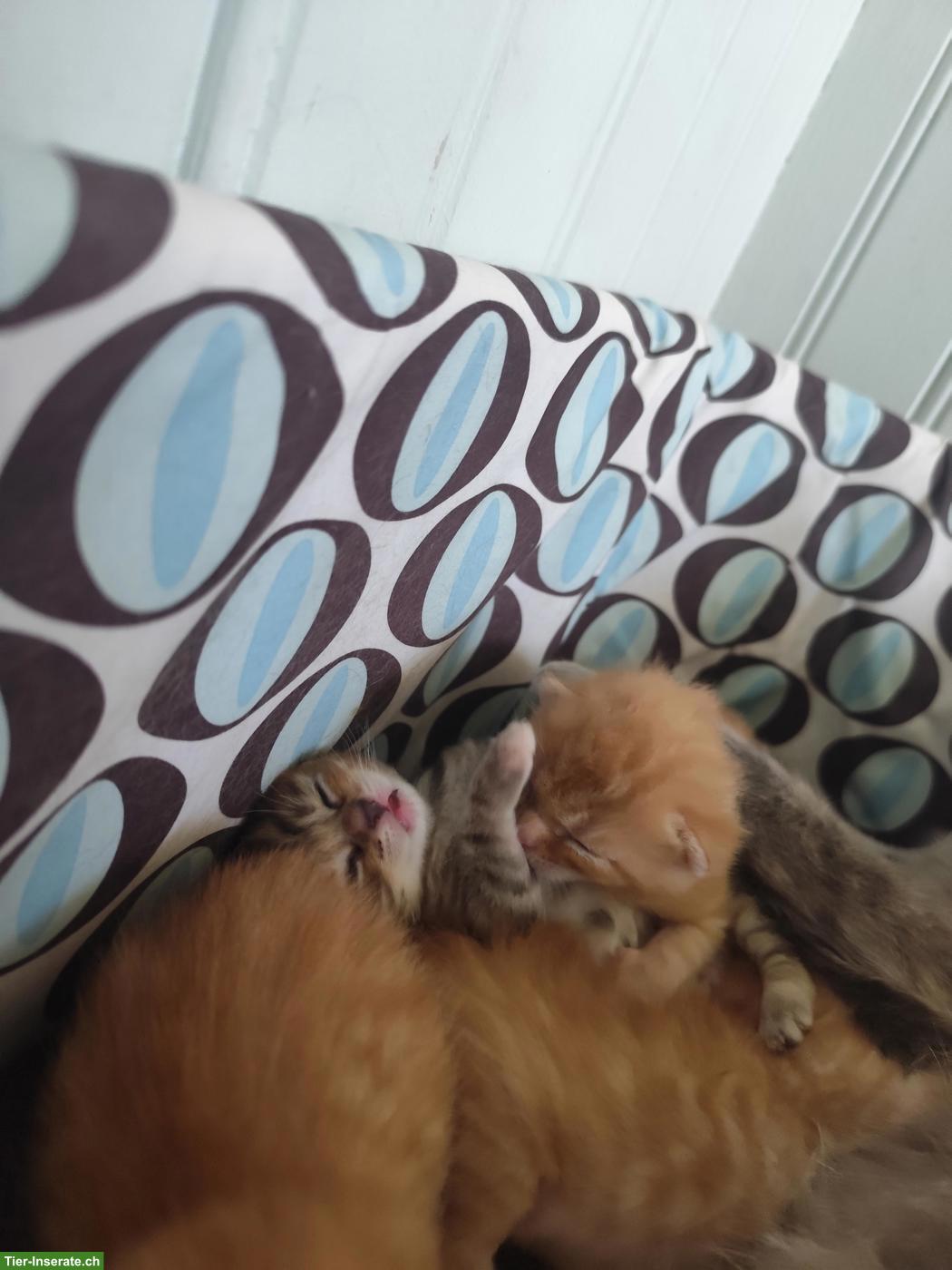 Bild 3: Verschmuste Kitten suchen ein artgerechtes Zuhause