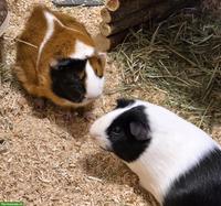 2 Meerschweinchen zu verkaufen