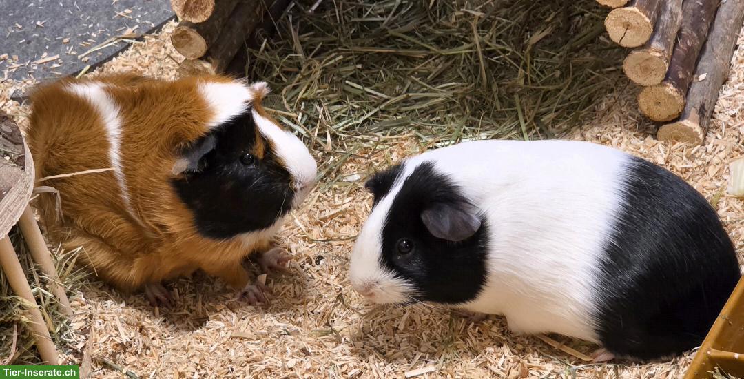 Bild 2: 2 Meerschweinchen zu verkaufen
