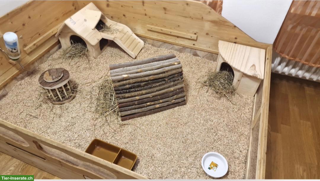 Bild 4: 2 Meerschweinchen zu verkaufen