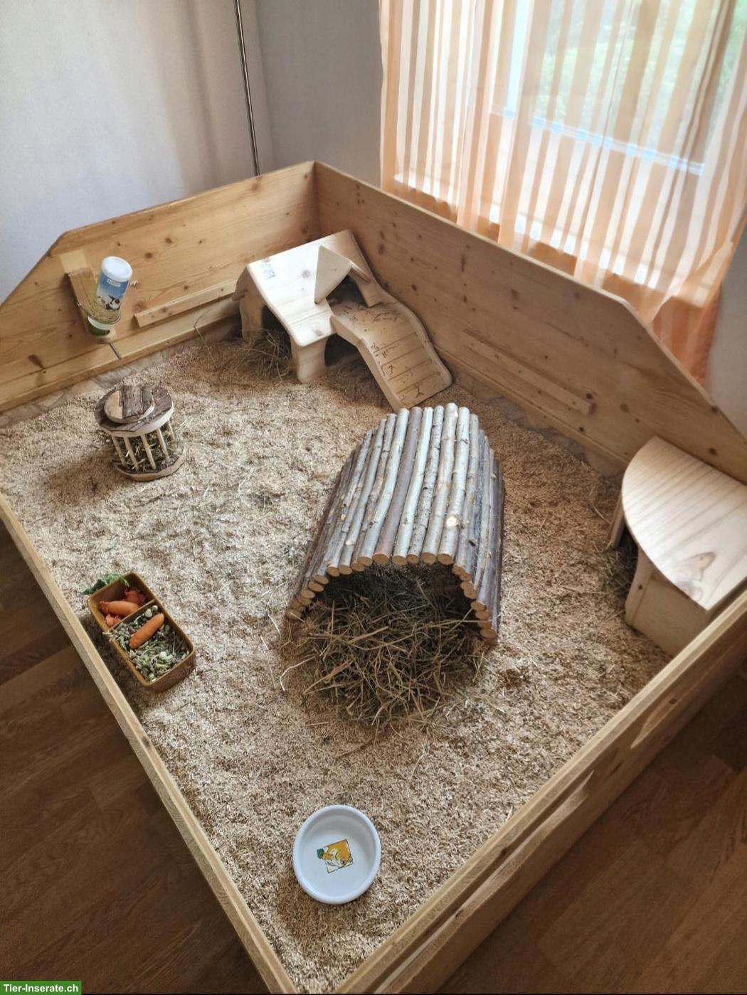 Bild 5: 2 Meerschweinchen zu verkaufen
