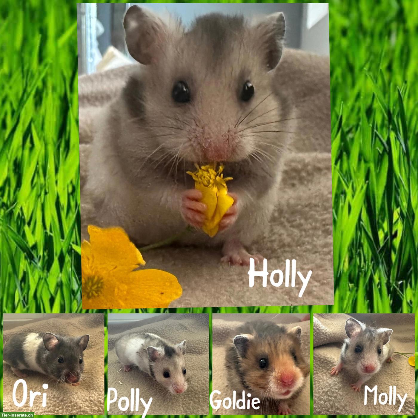 Junge, handzahme Goldhamster aus Zucht