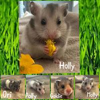 Junge, handzahme Goldhamster aus Zucht