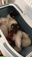 4 liebe alte Ratten-Damen suchen Zuhause