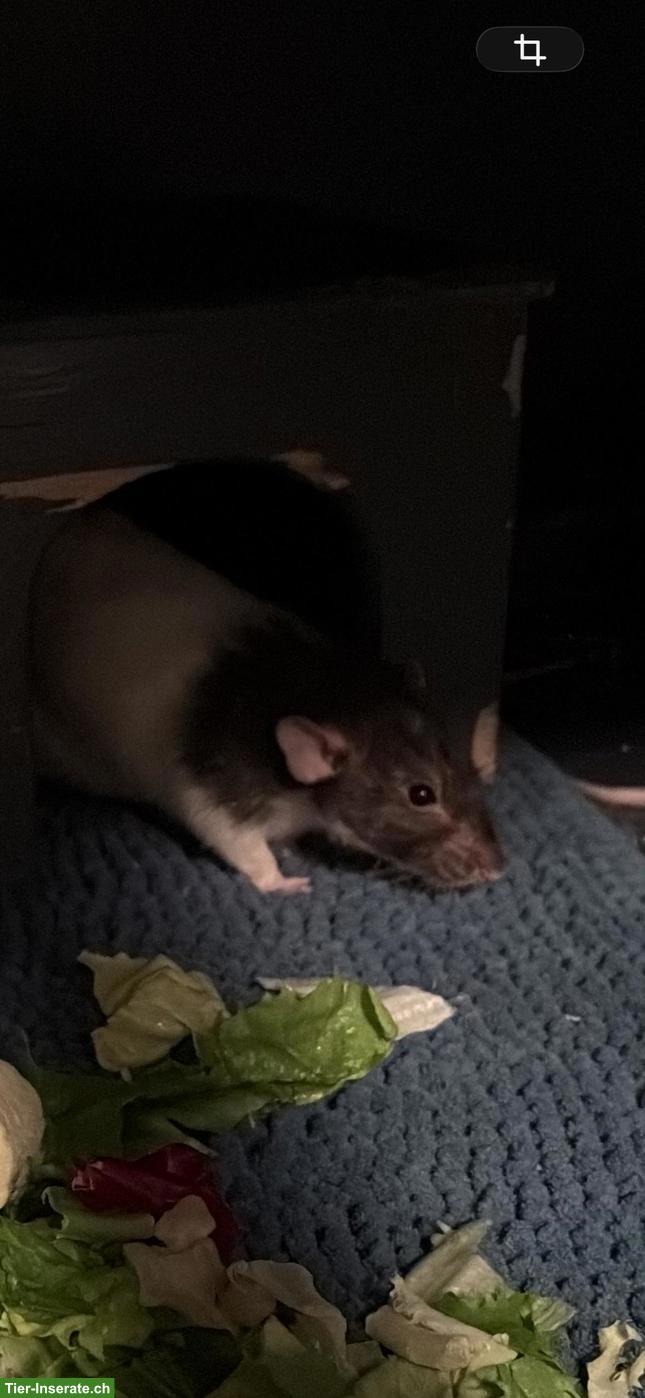 Bild 2: 4 liebe alte Ratten-Damen suchen Zuhause