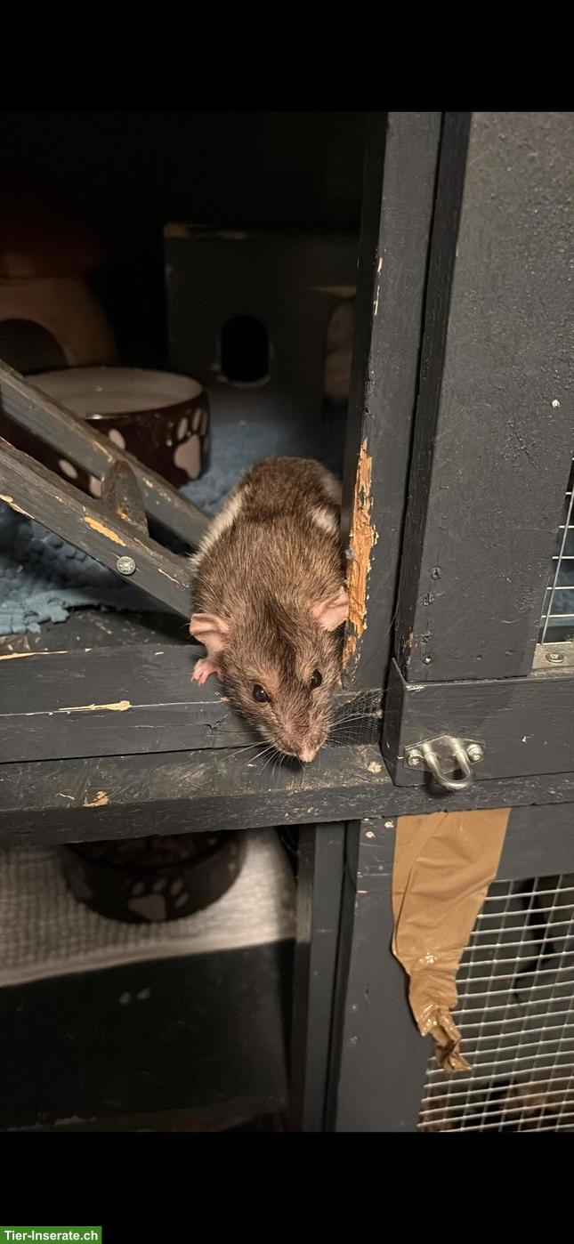 Bild 3: 4 liebe alte Ratten-Damen suchen Zuhause