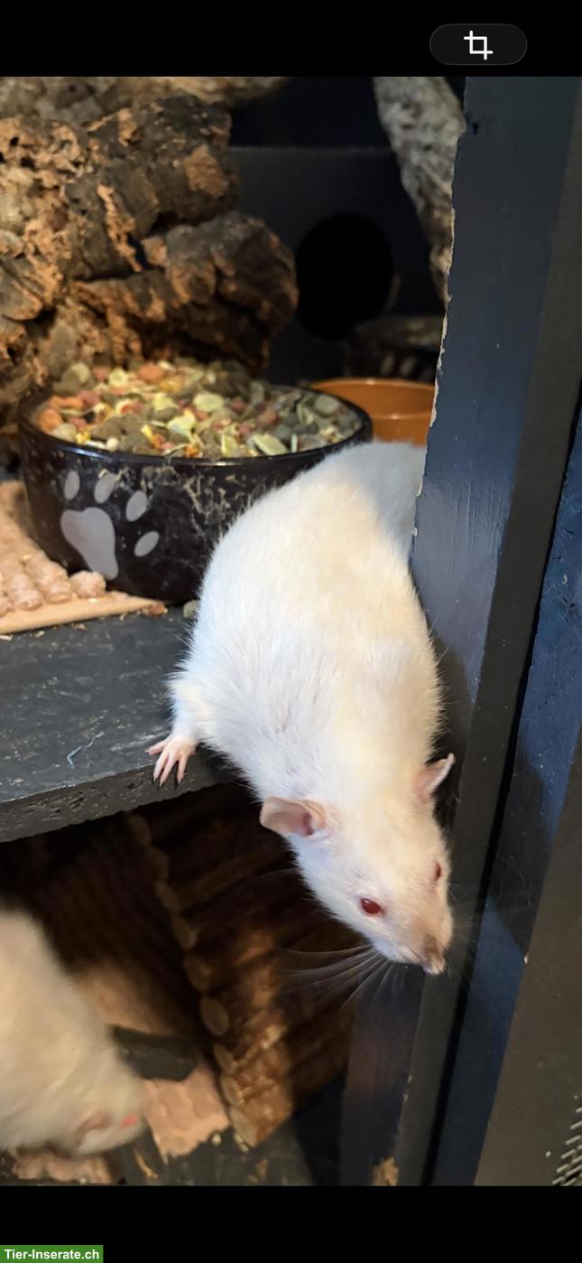 Bild 4: 4 liebe alte Ratten-Damen suchen Zuhause