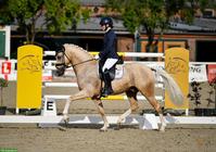 Deutscher Reitpony-Wallach, 6-jährig