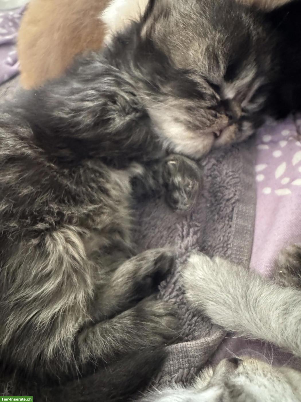 Perser Kitten mit Näschen zu verkaufen